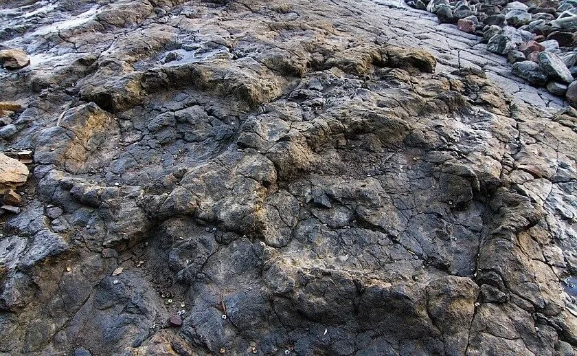 Huellas de dinosaurio (icnitas) en la roca de la playa de La Griega